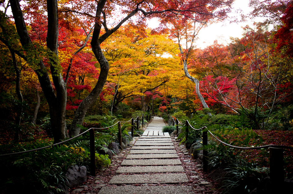 The Best Time to Observe Koyo